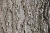 Juglans regia - Jardins du  Monde.be