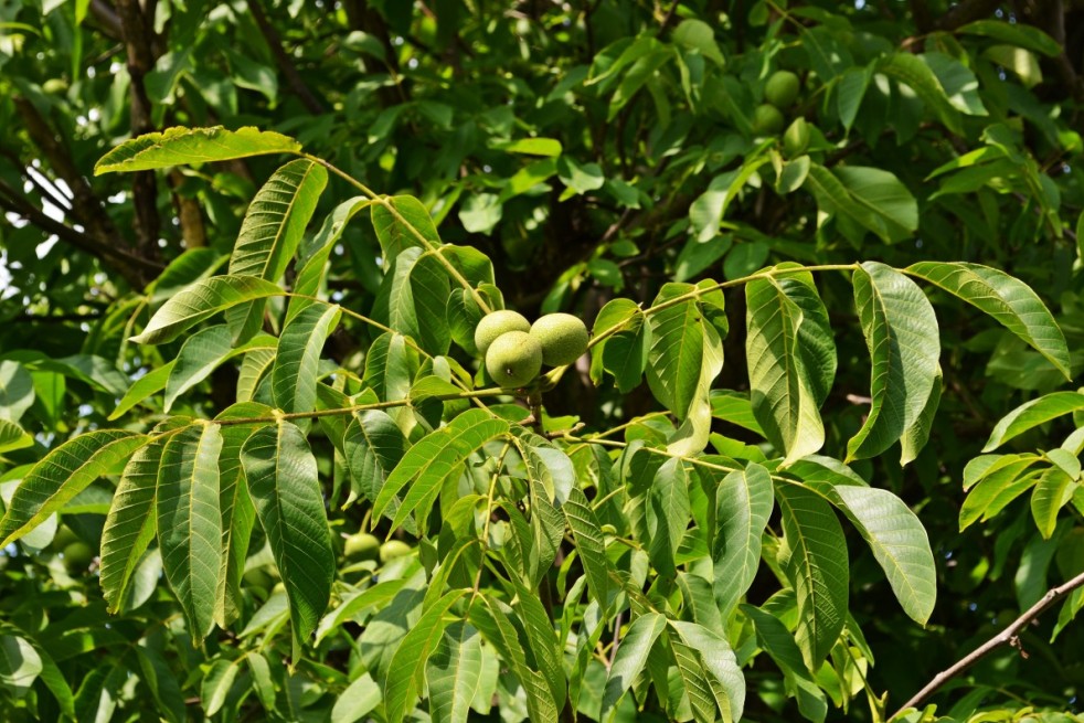 Juglans regia - Jardins du  Monde.be