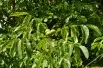 Juglans regia - Jardins du  Monde.be
