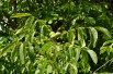 Juglans regia - Jardins du  Monde.be