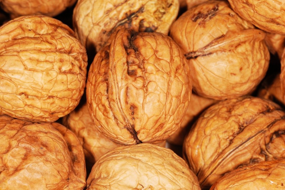 Juglans regia - Jardins du  Monde.be