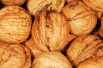Juglans regia - Jardins du  Monde.be
