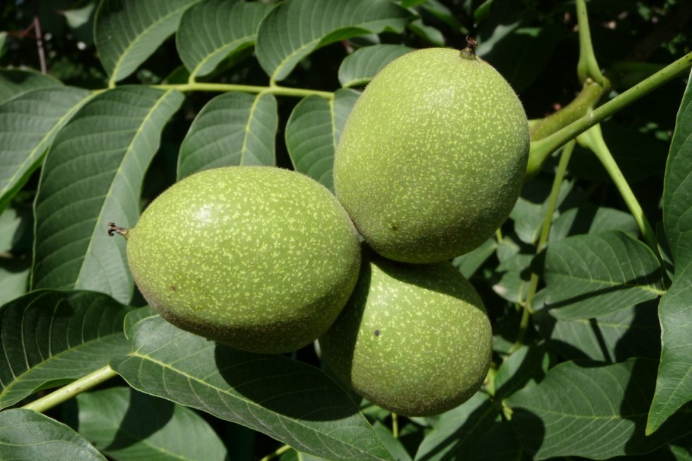 Juglans regia - Jardins du  Monde.be
