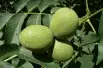 Juglans regia - Jardins du  Monde.be