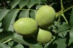 Juglans regia - Jardins du  Monde.be