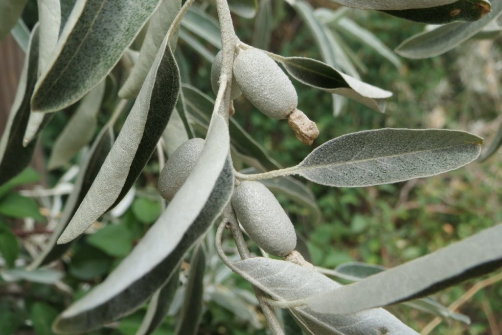 Elaeagnus angustifolia - jardins du Monde.be