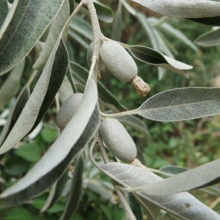 Elaeagnus angustifolia - jardins du Monde.be