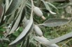 Elaeagnus angustifolia - jardins du Monde.be