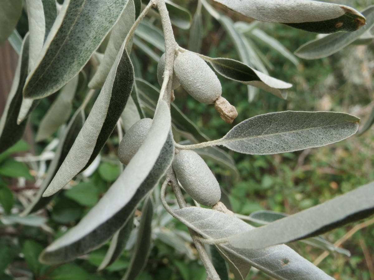 Smalbladige olijfwild