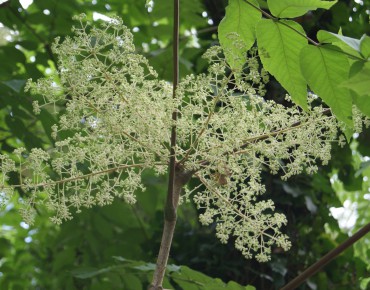 Bijenboom (pot van 10 liter)