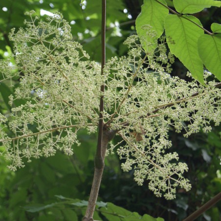 Bienenbaum - Tetradium Daniellii