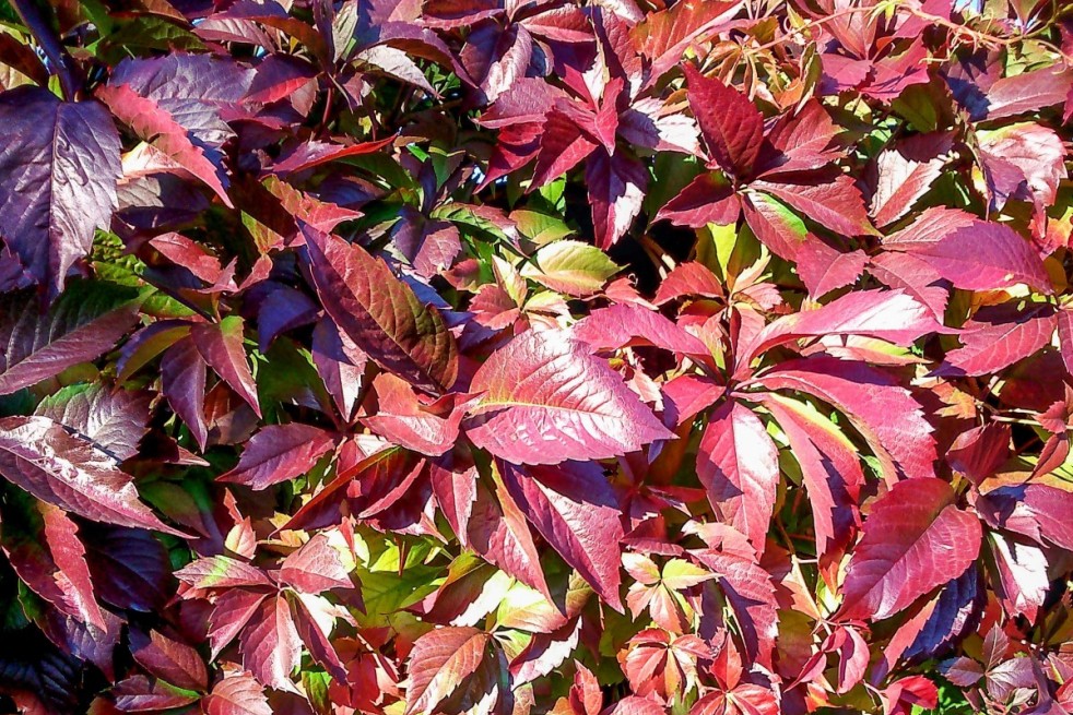 Vigne vierge - jardins du Monde.be