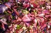 Vigne vierge - jardins du Monde.be