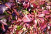 Vigne vierge - jardins du Monde.be