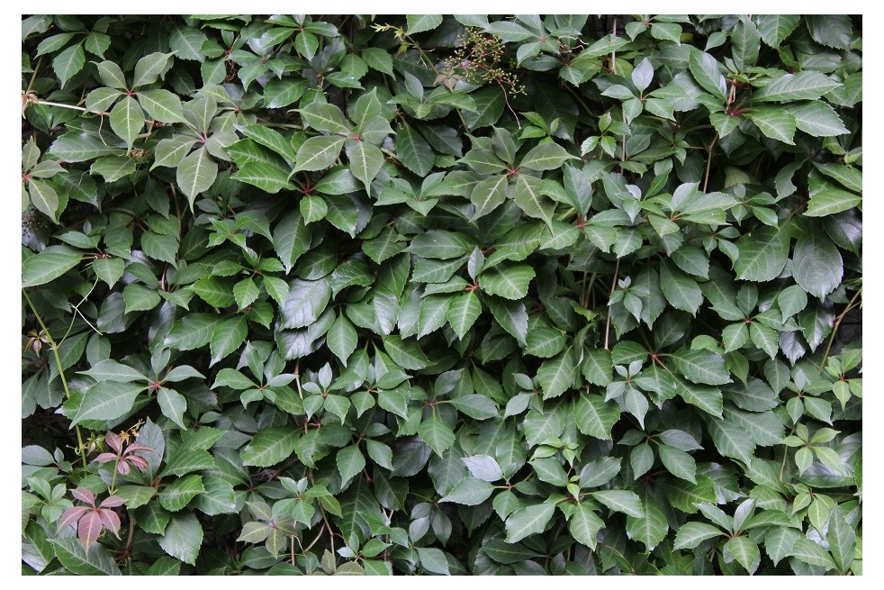 Vigne vierge - jardins du Monde.be