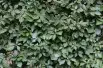 Vigne vierge - jardins du Monde.be