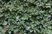 Vigne vierge - jardins du Monde.be