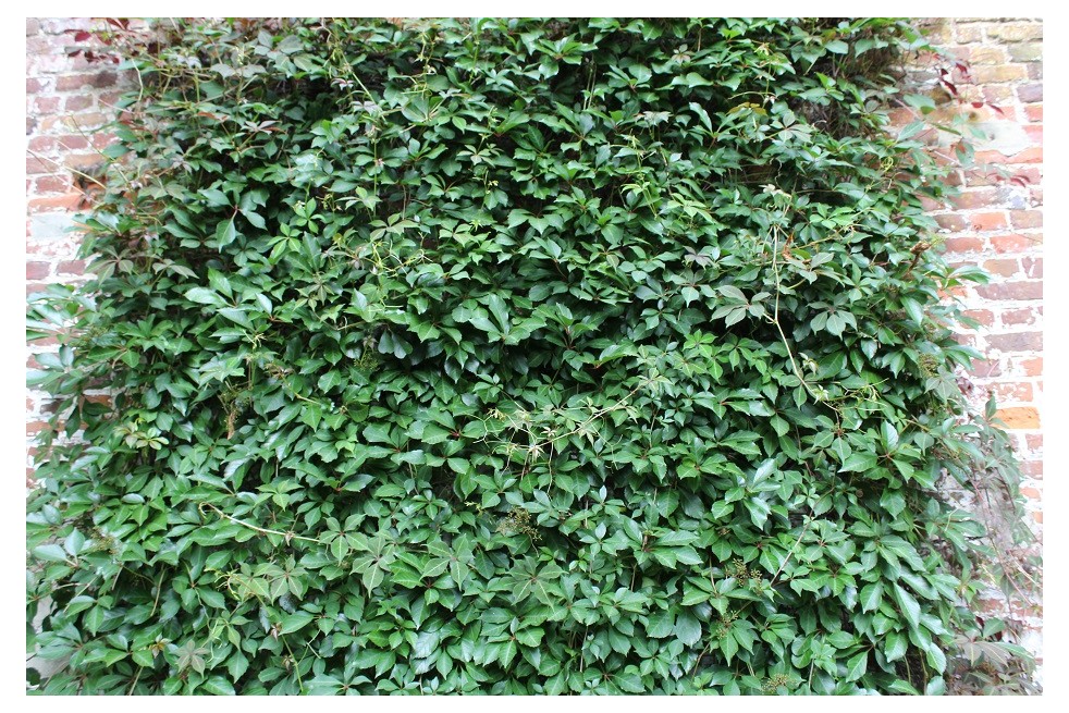 Vigne vierge - jardins du Monde.be