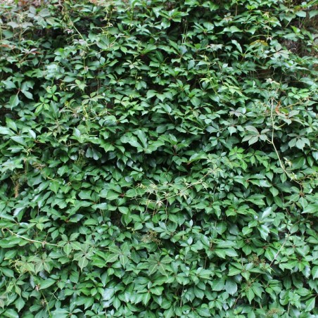 Vigne vierge - jardins du Monde.be