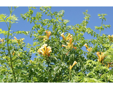Campsis radicans Flava - Jardins du Monde.be