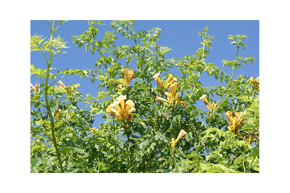 Campsis radicans Flava - Jardins du Monde.be Campsis radicans Flava - Jardins du Monde.be