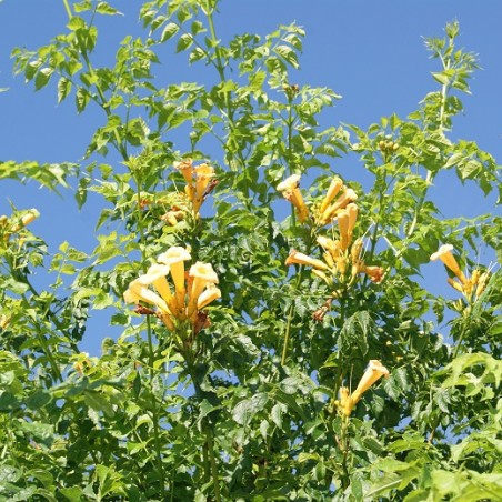 Campsis radicans Flava - Jardins du Monde.be