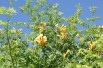 Campsis radicans Flava - Jardins du Monde.be Campsis radicans Flava - Jardins du Monde.be