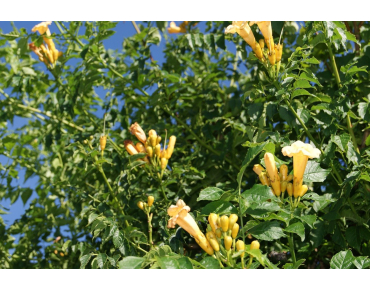 Campsis radicans Flava - Jardins du Monde.be