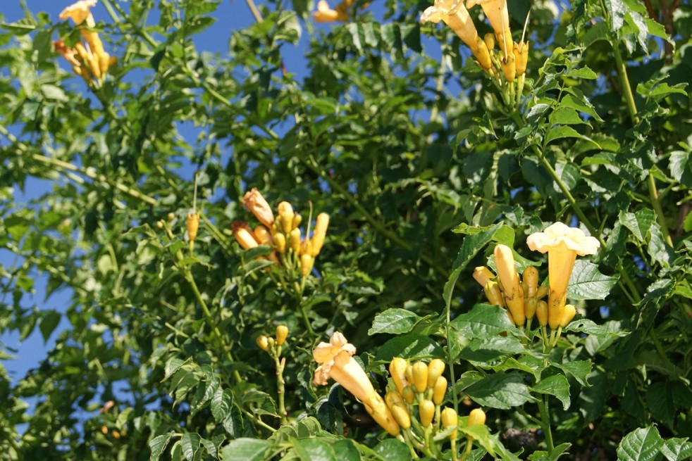 Campsis radicans Flava - Jardins du Monde.be Campsis radicans Flava - Jardins du Monde.be