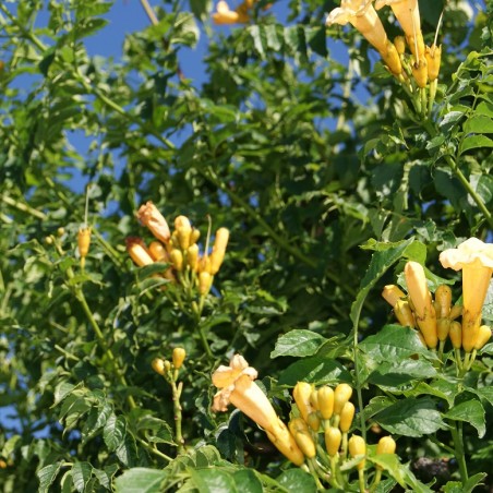 Campsis radicans Flava - Jardins du Monde.be