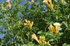 Campsis radicans Flava - Jardins du Monde.be