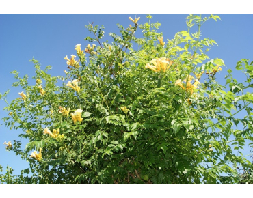 Campsis radicans Flava - Jardins du Monde.be