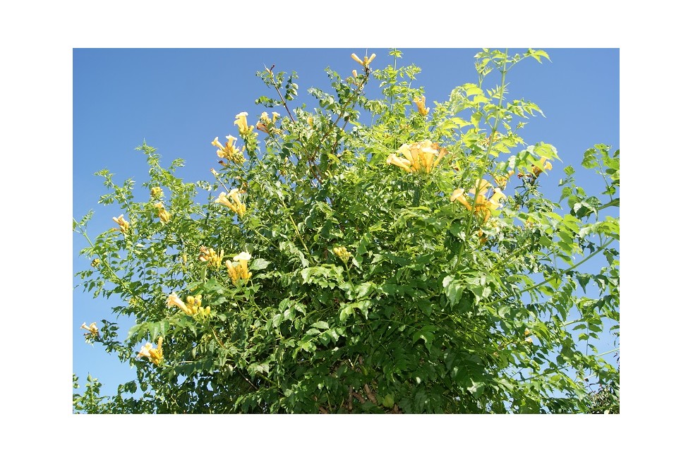 Campsis radicans Flava - Jardins du Monde.be Campsis radicans Flava - Jardins du Monde.be