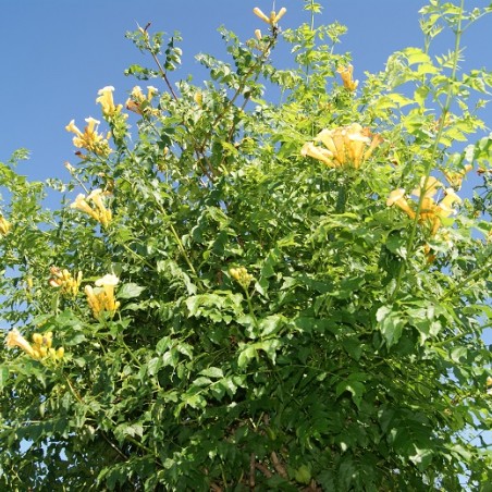 Campsis radicans Flava - Jardins du Monde.be