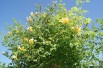Campsis radicans Flava - Jardins du Monde.be