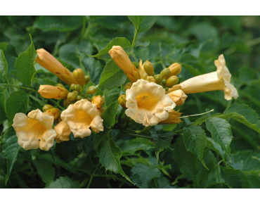 Campsis radicans Flava - Jardins du Monde.be