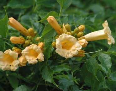 Campsis radicans Flava - Jardins du Monde.be