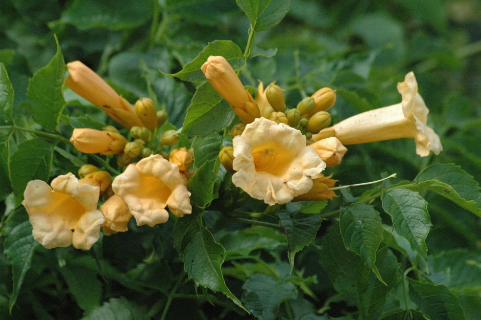 Campsis radicans Flava - Jardins du Monde.be Campsis radicans Flava - Jardins du Monde.be