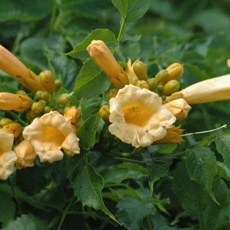 Campsis radicans Flava - Jardins du Monde.be