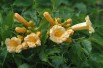 Campsis radicans Flava - Jardins du Monde.be