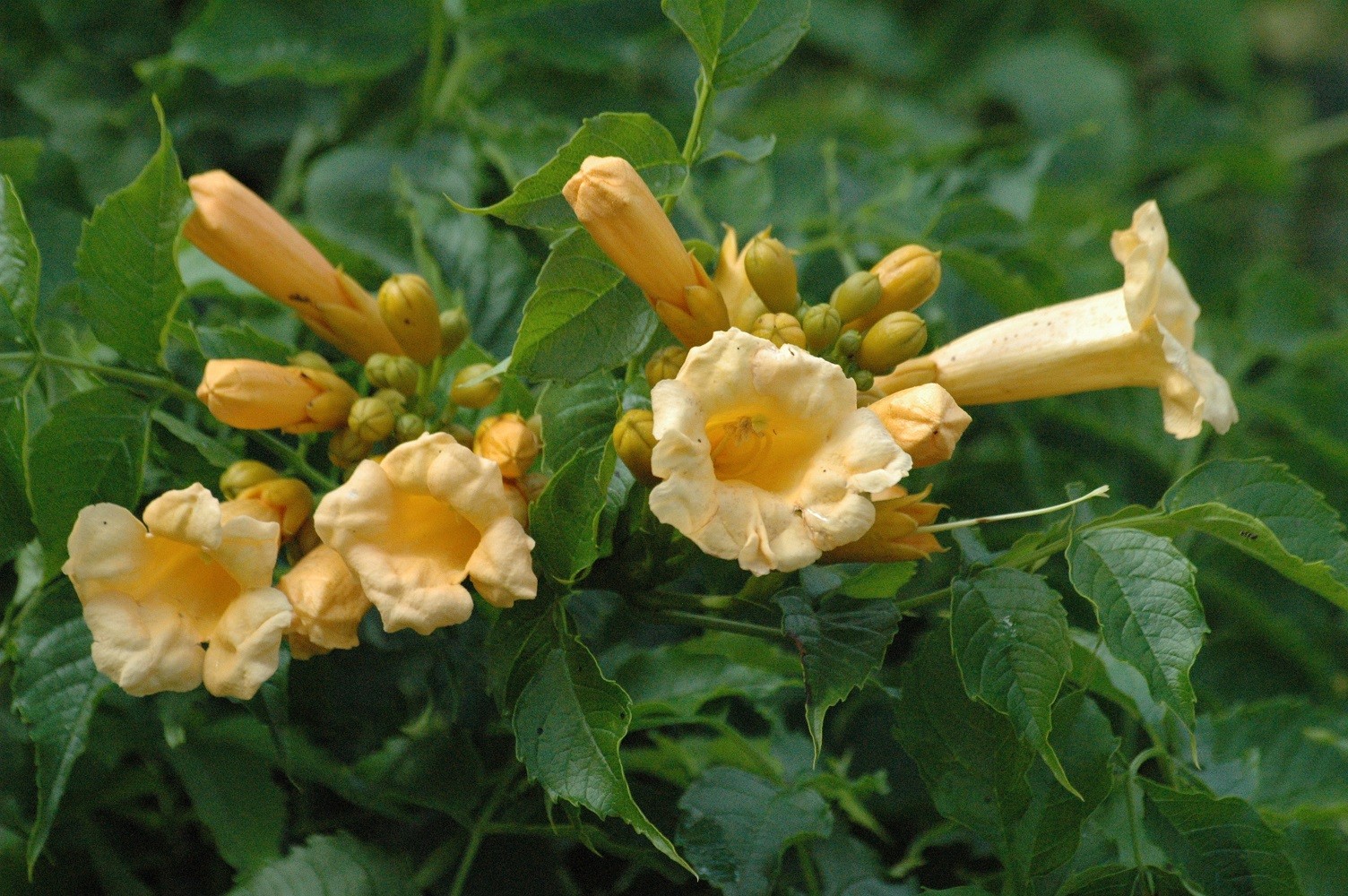 Gele trompetbloem