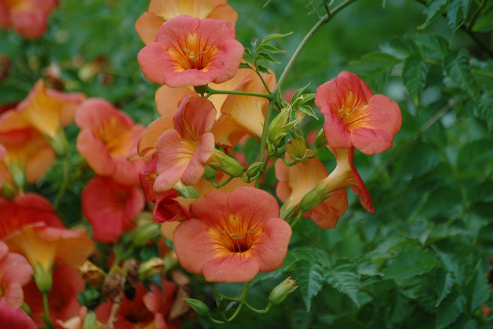 Campsis tagliabuana Madame Galen - Jardins du Monde.be