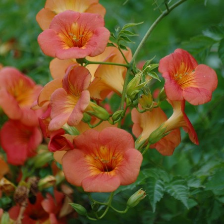 Campsis tagliabuana Madame Galen - Jardins du Monde.be