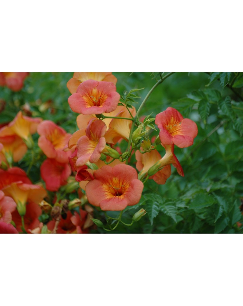 Trumpet vine Madame Galen Campsis tagliabuana Madame Galen