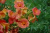 Campsis tagliabuana Madame Galen - Jardins du Monde.be