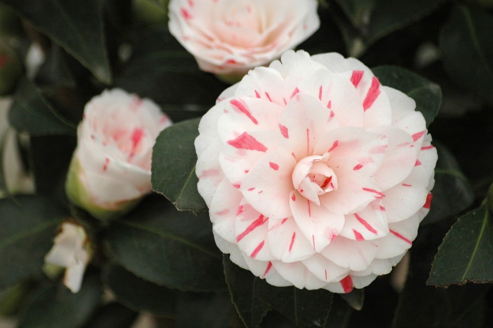 Camellia japonica Lavinia Maggi - Jardins du Monde.be