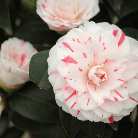 Camellia japonica Lavinia Maggi - Jardins du Monde.be