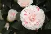 Camellia japonica Lavinia Maggi - Jardins du Monde.be