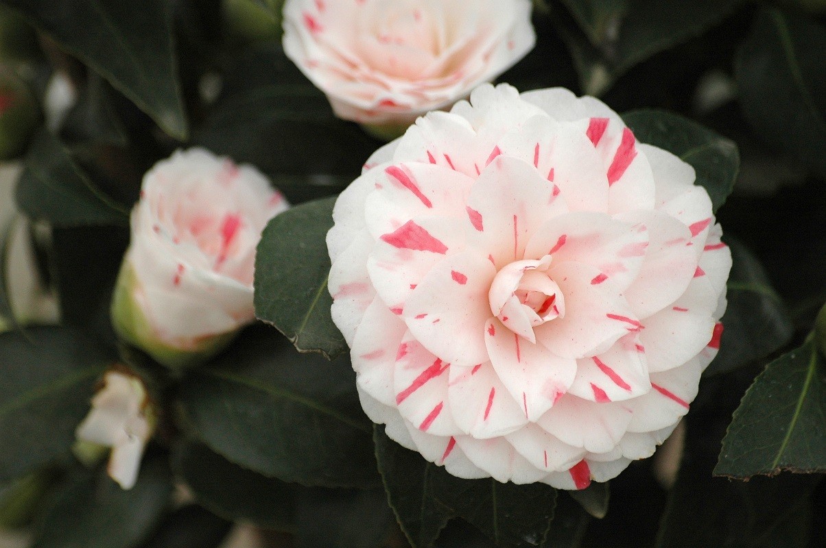 Camellia Lavinia Maggi