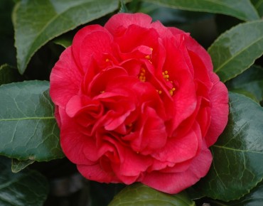 Camellia japonica Kramer's Supreme - Jardins du Monde.be